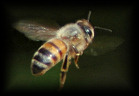 humane honeybee removal Bay St. Louis, Gulfport, Biloxi, Ocean Springs, Pascagoula - Mississippi Gulf Coast